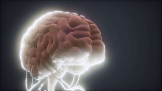 人脑动画模型