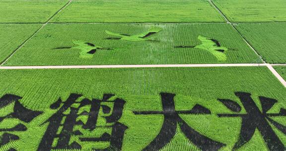 金鹤大米水稻试验田4K航拍