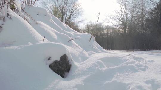 地面高山树林中积雪特写