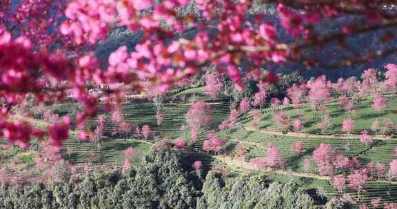 樱花盛开唯美升格