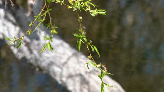 4K春天植物树枝吐出嫩芽实拍视频