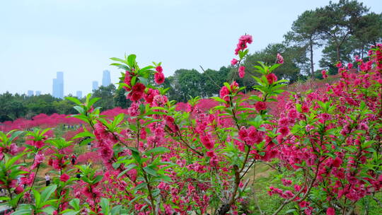 桃花林 树林 春暖花开 桃花坞 桃花园视频素材模板下载