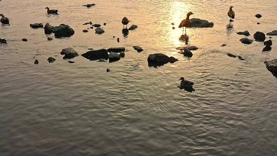 高清航拍日落夕阳江边小鸟鸭子鸟河水仙鹤