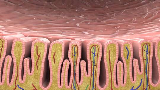 皱襞结缔组织黏膜浆膜胃酸产生胃蛋白酶原胃