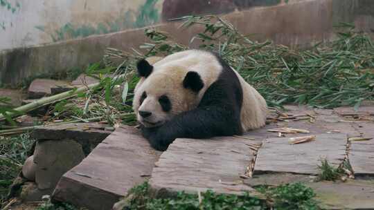 大熊猫熊猫睡觉休息