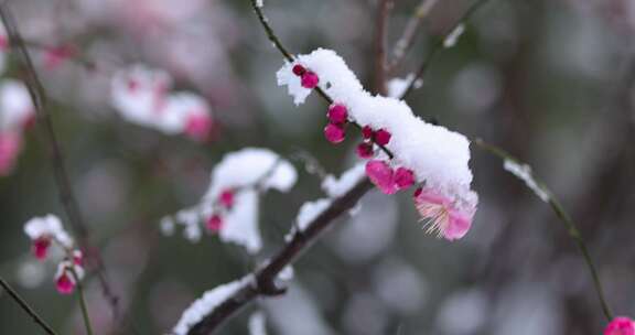 冬季下雪红梅花盛开红梅傲雪