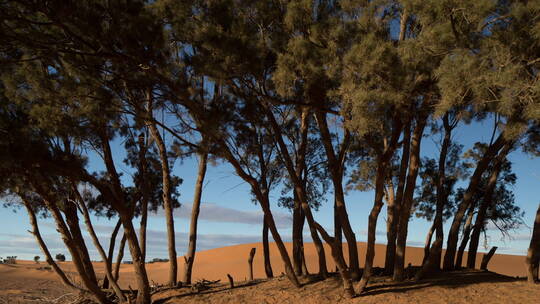 树木沙漠景观视频素材模板下载