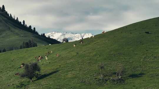 新疆阿勒泰草原雪山航拍牛群