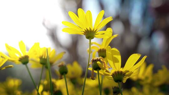 春天阳光下盛开的黄金菊视频素材模板下载