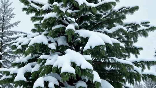 积雪覆盖的松树风景