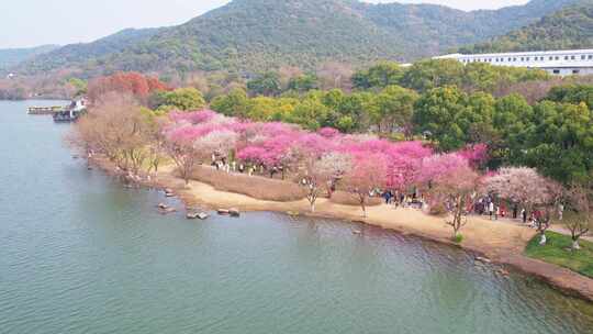 杭州湘湖春天梅花风景航拍