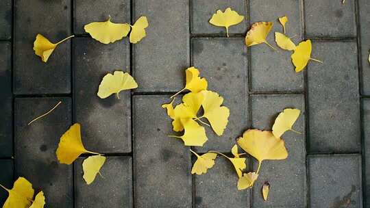 地面散落的银杏叶素材