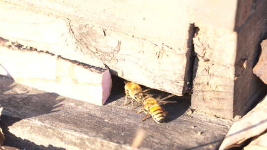 蜂 蜜蜂 人工养殖 特写 光