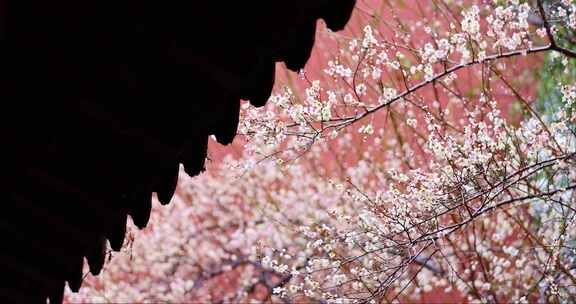 钱王祠红墙白梅雨水从屋檐滴落唯美慢镜头