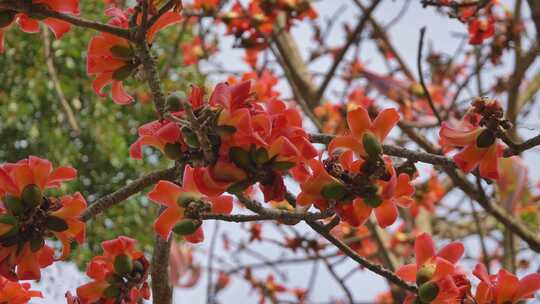 盛开的木棉花特写