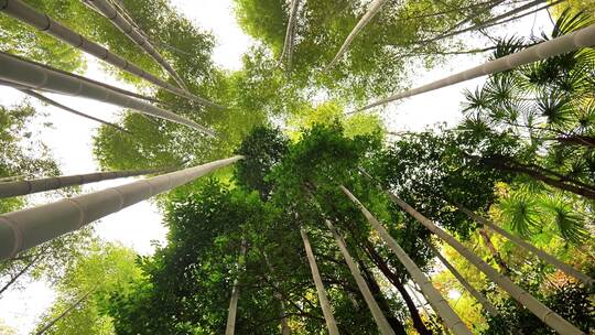 大自然风景美丽的竹海竹林竹子枝繁叶茂