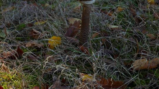 在野外生长的棕色圆头蘑菇