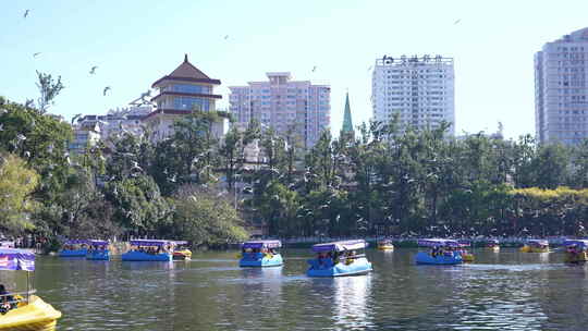 冬天昆明翠湖的海鸥