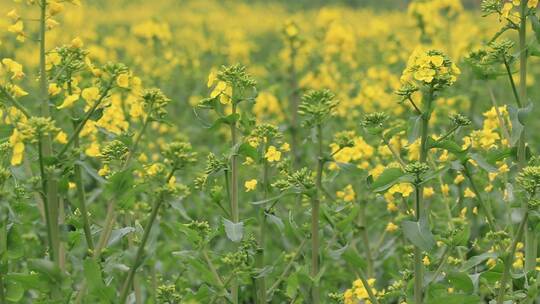 油菜花实拍