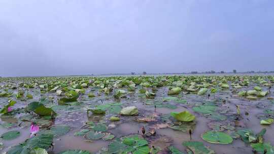 荷花塘 莲藕 湿地环境 湖水养殖 水产