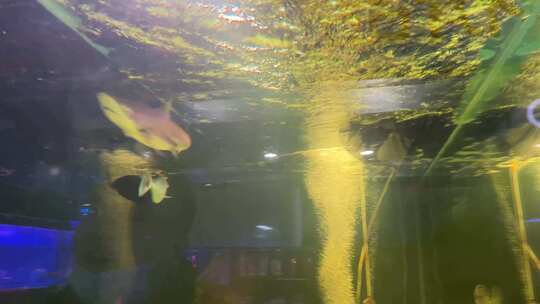 海缸水族馆海水鱼深海鱼海底世界