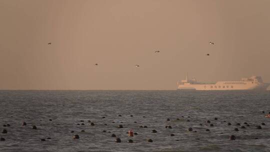 一群海鸥在海面上飞行