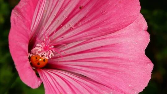 瓢虫在粉红色的花朵上