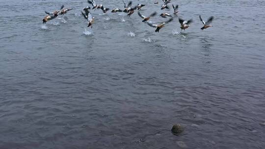 高清航拍清晨江边小鸟鸭子鸟河水