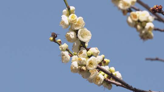 春天阳光下盛开的白色梅花和蜜蜂