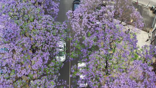 云南昆明蓝花楹城市美景