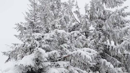白雪覆盖的树枝被风吹动