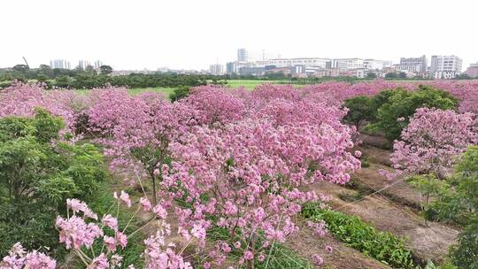 中国广东省广东省广州市南沙马克村紫花风铃