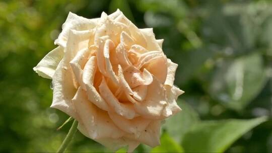 阳光下绽放带有露珠的白色玫瑰视频素材模板下载