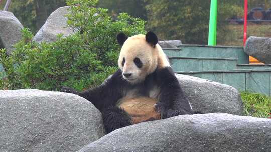 熊猫可爱生活吃竹子憨态可鞠