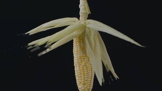 玉米包谷视频慢镜头旋转的玉米棒子叶子水珠