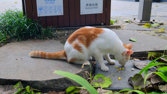 流浪猫 野猫