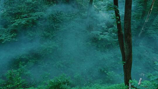 森林里的薄雾