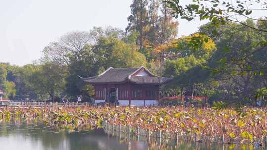 杭州西湖曲院风荷秋天水榭残荷风景