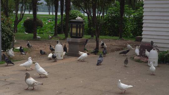 南京玄武湖景区的和平鸽视频素材模板下载