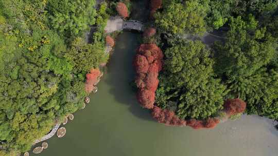 航拍广东省深圳市仙湖植物园落羽杉