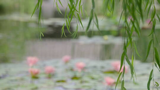 夏天池塘边的垂柳摇曳