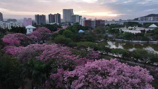 中国广东省广州市从化区华软异木棉