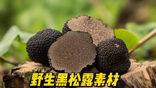 野生黑松露素材