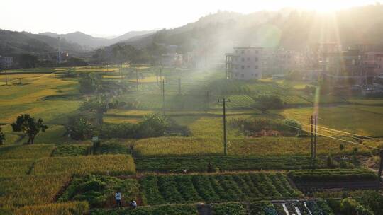 航拍秋天丰收金黄稻田4