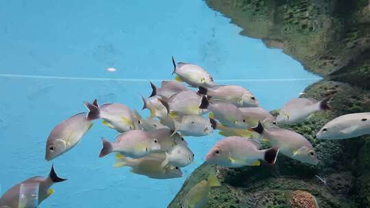 水族馆里的黑尾鲷