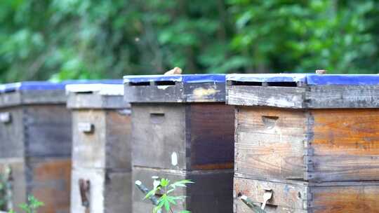 蜜蜂 养蜂人 蜂农