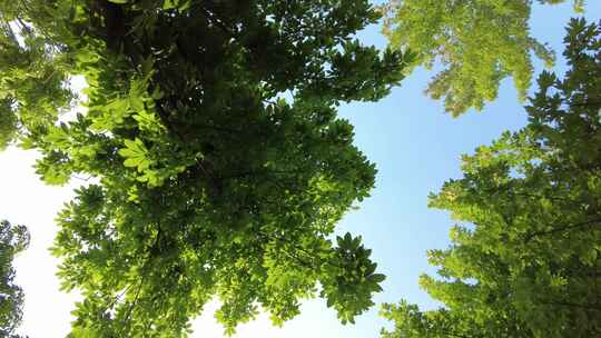 城市绿化夏日阳光树枝树叶植物鲜花实拍