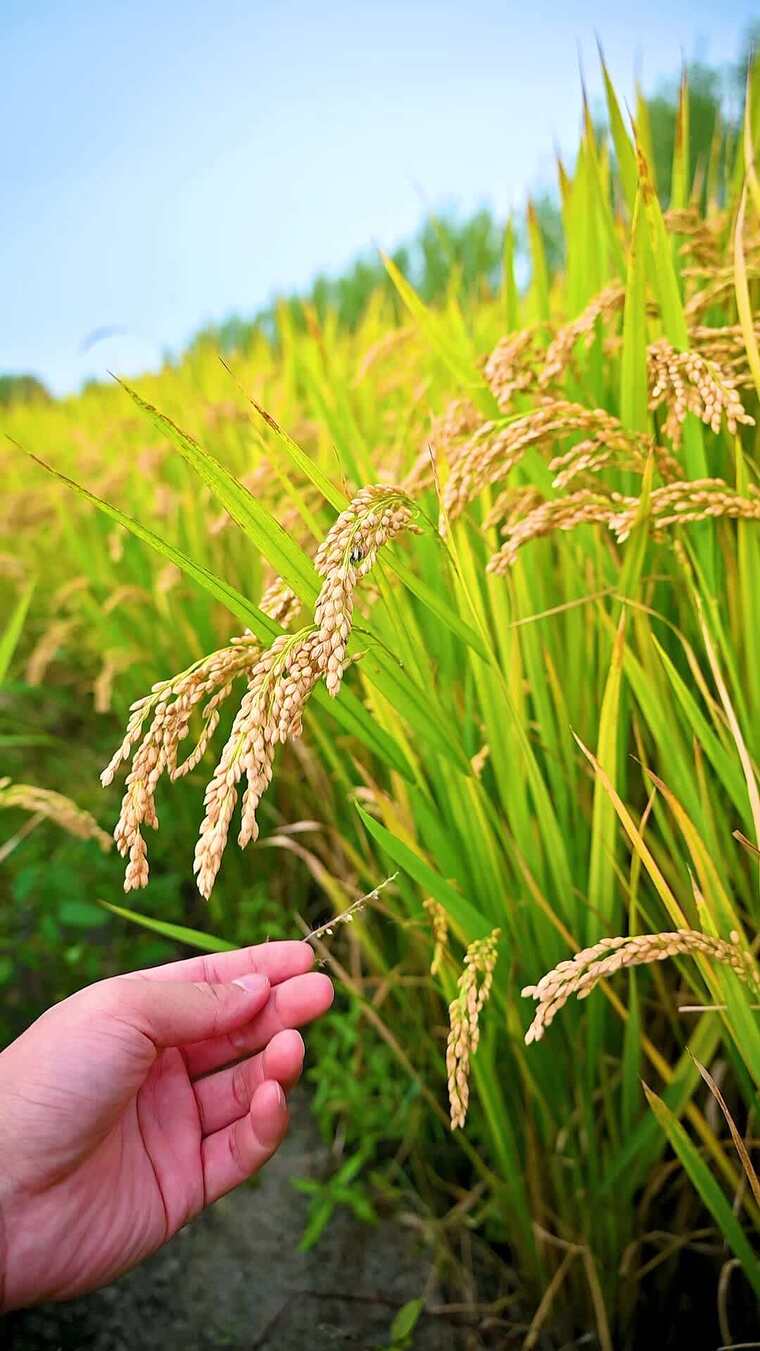 秋天丰收待收割的金色水稻