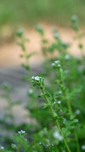 4K植物空镜素材——斑种草