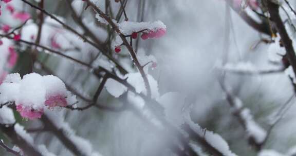 冬季下雪红梅花盛开红梅傲雪